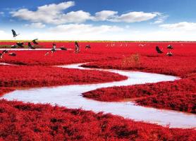 ساحل سرخ باور نکردنی در چین