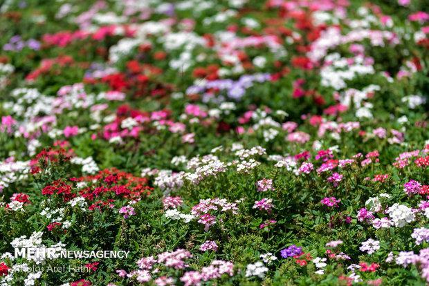 بازار جهانی به گل و گیاه ایران روی خوش نشان داد بازار جهانی به گل و گیاه ایران روی خوش نشان داد
