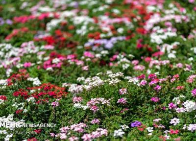 بازار جهانی به گل و گیاه ایران روی خوش نشان داد
