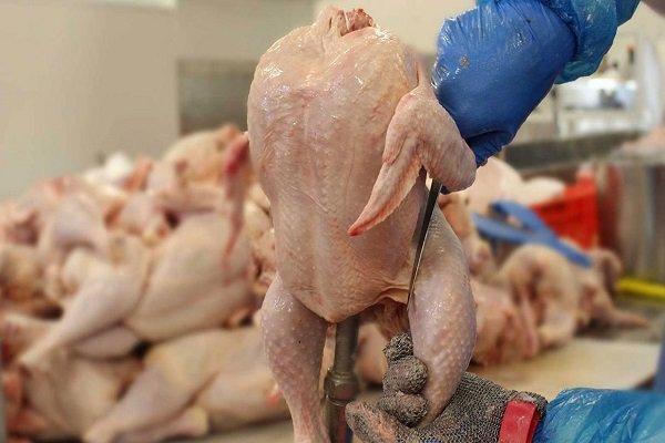 بیش از 2 هزار مرغ از چرخه مصرف انسانی در بجنورد خارج شد