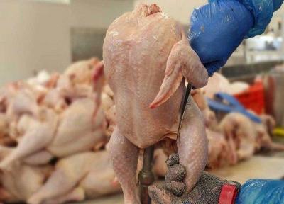 بیش از 2 هزار مرغ از چرخه مصرف انسانی در بجنورد خارج شد