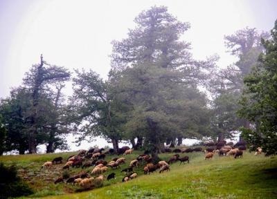 بهسازی جاده جنگل ابر آنالیز می گردد؟