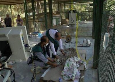 پلنگ ایرانی باغ وحش مشهد بیماری عفونی ندارد