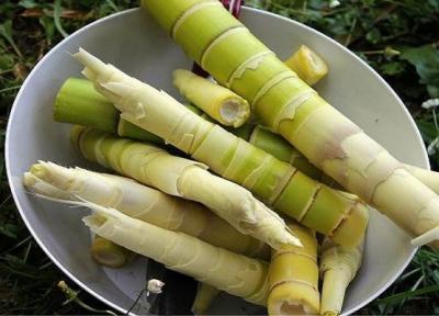 ساقه بامبو به پیشگیری از چاقی یاری می نماید