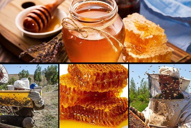 فرازوفرودهای صنعت زنبورداری، بازارهای جهانی چشم به راه عسل ایرانی