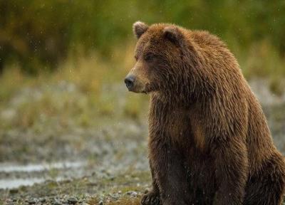 مشاهده یک قلاده خرس قهوه ای در فیروزکوه