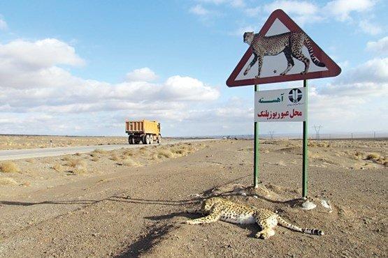 از روی حیات وحش یزد مثل آب خوردن می گذرند!