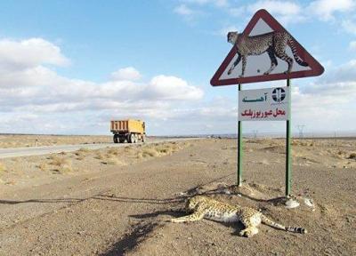 از روی حیات وحش یزد مثل آب خوردن می گذرند!