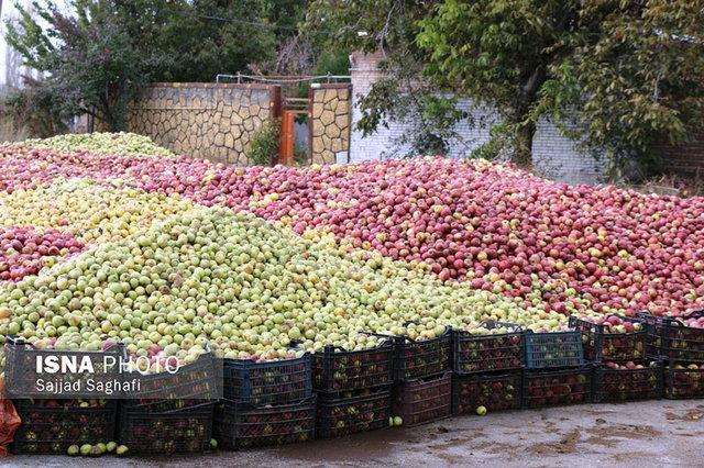 سیب از کجا به کجا می رود؟