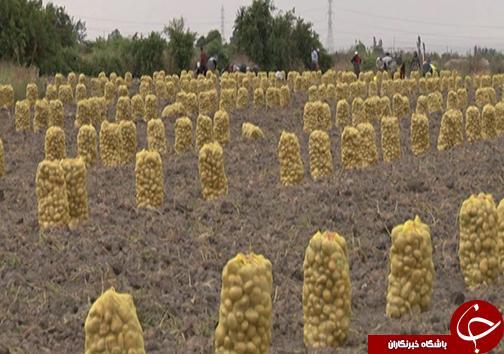 سیب زمینی کاران گلستانی با نگرانی به سراغ کشت می روند