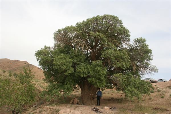 بنه کهنسال روستای پروینج خراسان جنوبی در فهرست آثار طبیعی ثبت شد