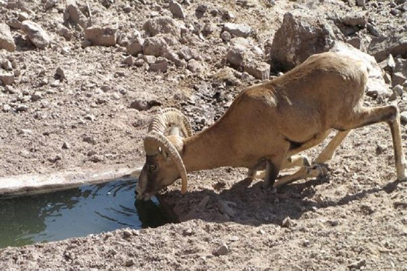 دبی چشمه های پارک ملی دریاچه ارومیه تا 30 برابر افزایش یافت