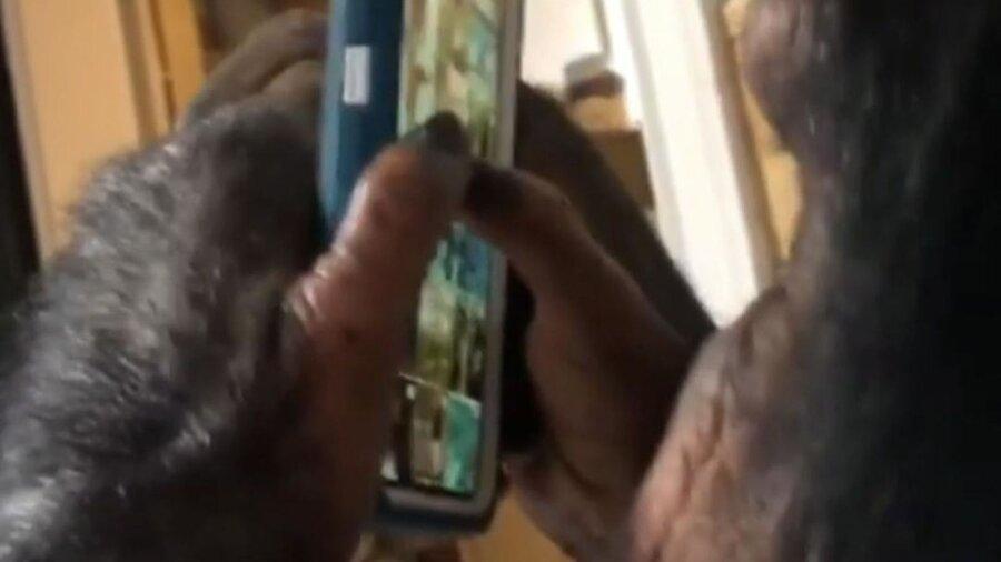 فیلم، شمپانزه حرفه ای اینستاگرام فیلم، شمپانزه حرفه ای اینستاگرام