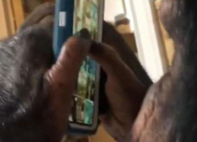 فیلم، شمپانزه حرفه ای اینستاگرام