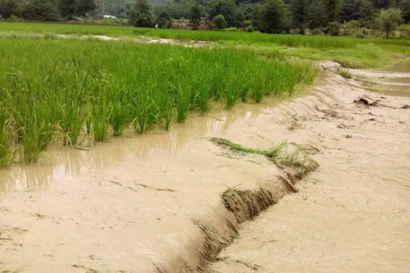 یک مقام مسئول اطلاع داد: تخلیه سیلاب 76 درصد اراضی کشاورزی سیل زده
