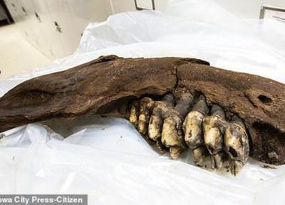 کشف استخوان یک حیوان ماقبل تاریخ