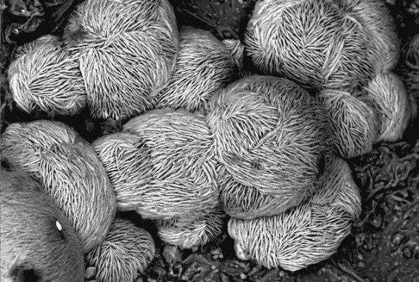 آرایش ذرات دیسکی نقره مورد آنالیز نهاده شد