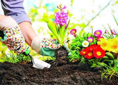 چه گیاهی را در بهار بکاریم؟