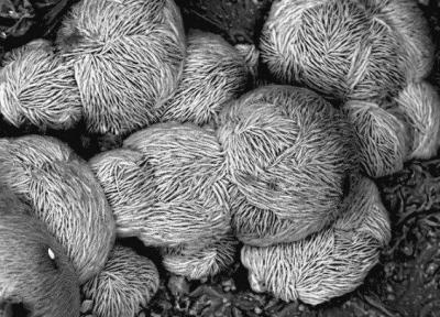 آرایش ذرات دیسکی نقره مورد آنالیز نهاده شد