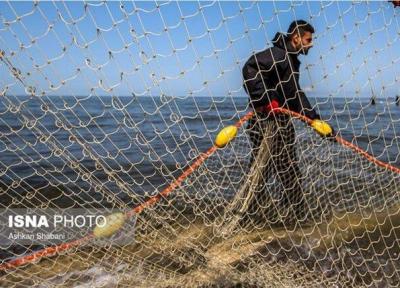 بچه ماهیانی که سهم صیادان می شوند