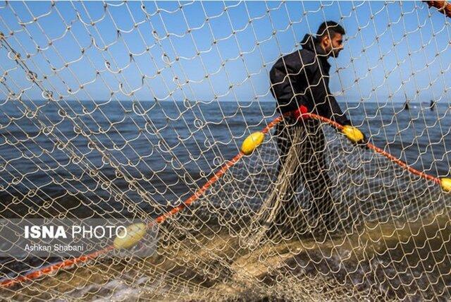 بچه ماهیانی که سهم صیادان می شوند