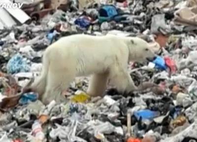 فیلم ، زباله گردی خرس قطبی در روسیه!