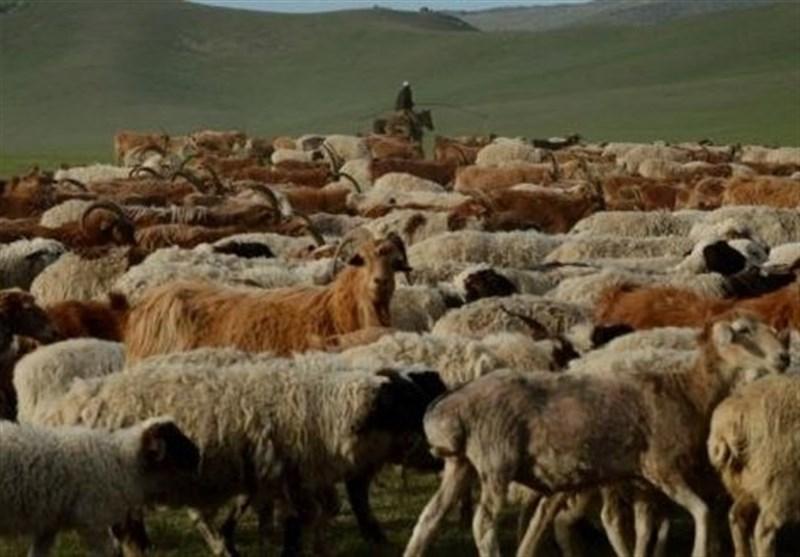 ممنوعیت صادرات دام زنده در مغولستان