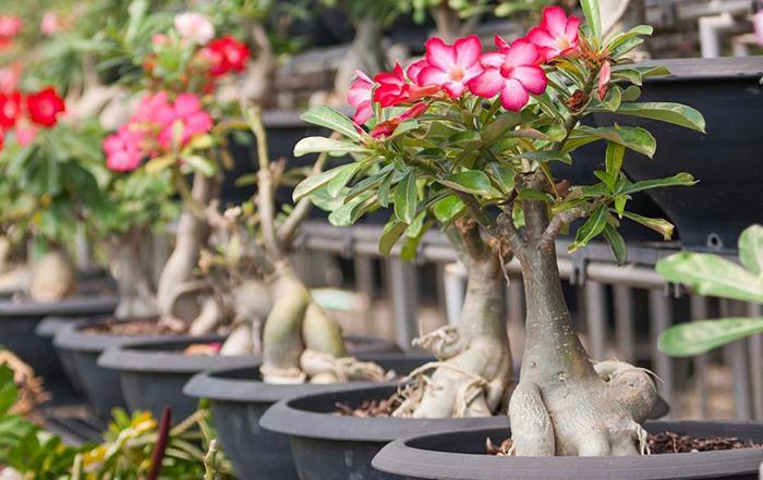 نکات کاربردی برای نگهداری و پرورش گیاه آدنیوم