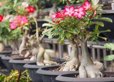 نکات کاربردی برای نگهداری و پرورش گیاه آدنیوم
