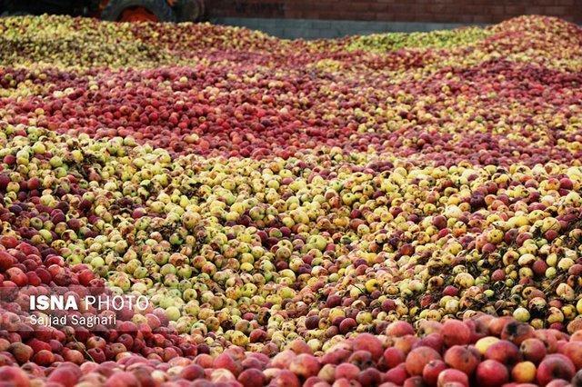 شروع پرداخت یارانه صادراتی به صادرکنندگان سیب درختی آذربایجان غربی