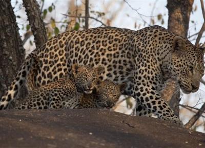 تعداد کم محیط بانان برای حفاظت از تندوره