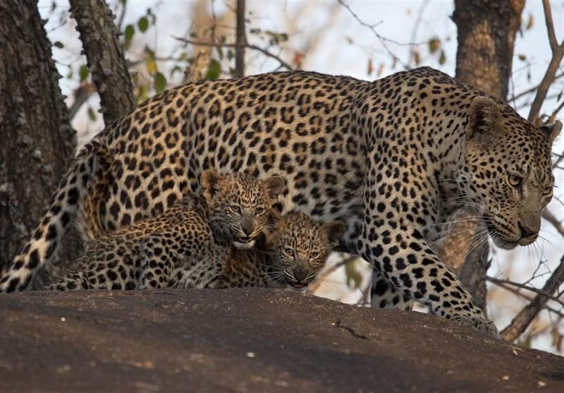 تعداد کم محیط بانان برای حفاظت از تندوره