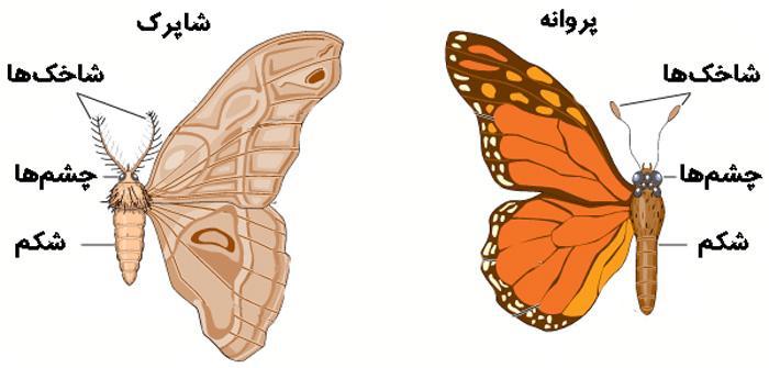 فرق شاپرک و پروانه چیست و هر کدام چه ویژگی هایی دارند؟ فرق شاپرک و پروانه چیست و هر کدام چه ویژگی هایی دارند؟