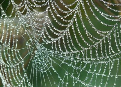 کشف پروتئین جدیدی در تار عنکبوت!