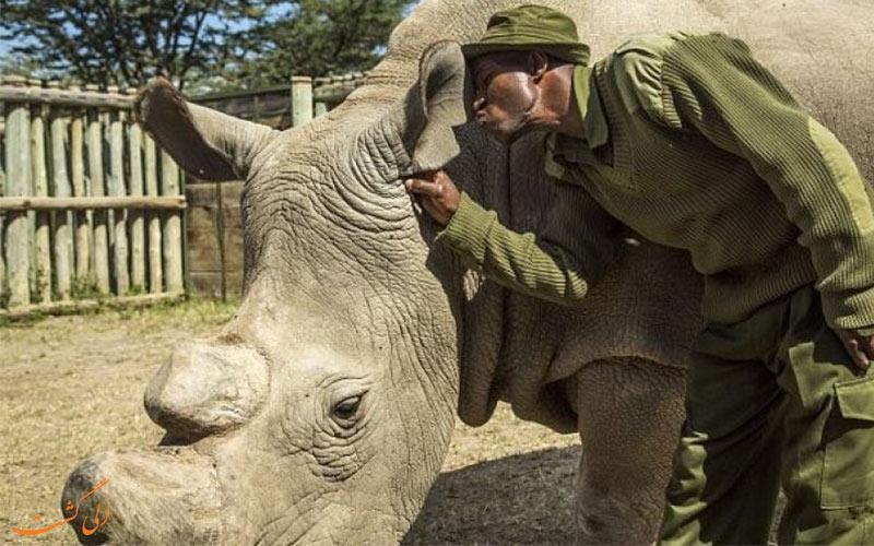 گونه ای از کرگدن به نام کرگدن سفید شمالی منقرض شد!!!