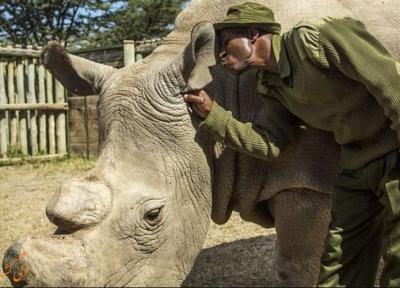 گونه ای از کرگدن به نام کرگدن سفید شمالی منقرض شد!!!