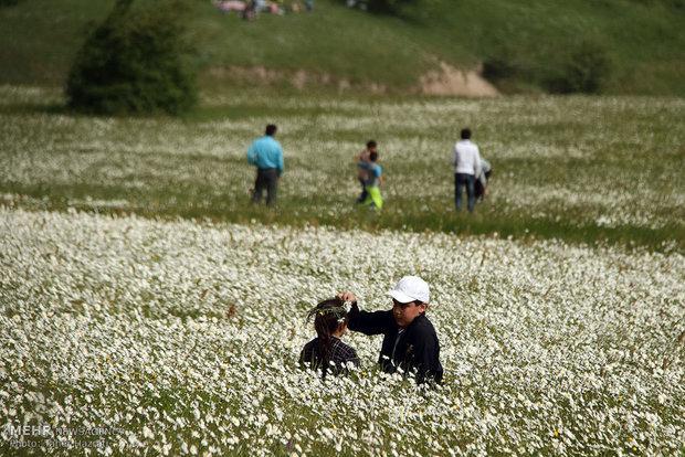 هفتمین جشنواره ملی گل های بابونه در نمین برگزار گردید