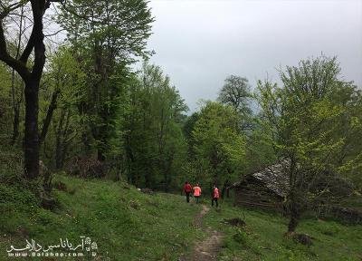 آشنایی جنگل های هیرکانی ایران hyrcanian forest