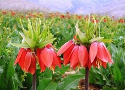 ثبت ملی 6 اثر تاریخی طبیعی لرستان