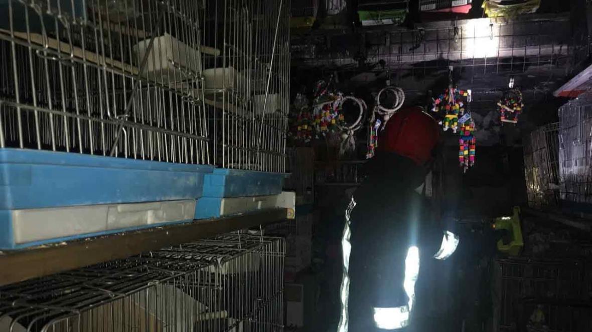 مرگ 150 جفت قناری در حریق عمدی