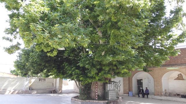 درخت چنار معز آباد شهرستان کهنوج ثبت ملی شد