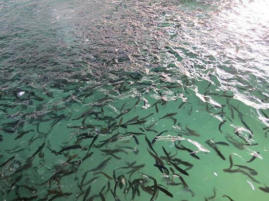 رهاسازی 83 هزار قطعه بچه ماهی در تالاب انزلی