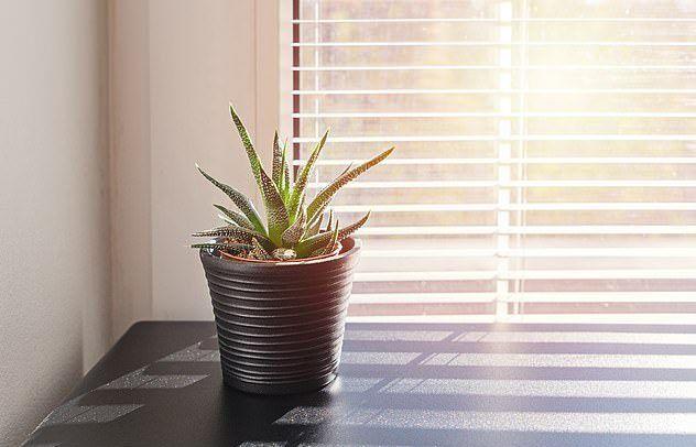 مراقبت از سلامتی اعضای خانه با گلدان هوشمند