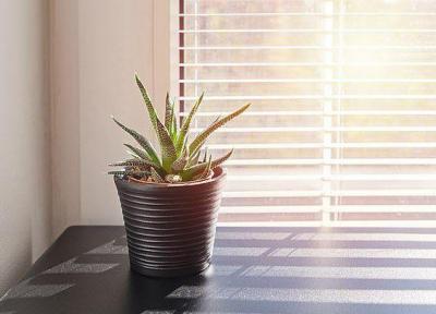 مراقبت از سلامتی اعضای خانه با گلدان هوشمند