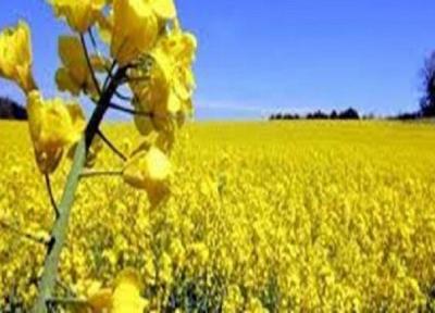 کشت 15 هزار هکتار کلزا در خراسان شمالی طی سال زراعی جاری