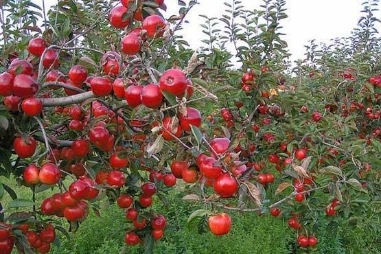 حال باغ سیب کرج خوب است حال باغ سیب کرج خوب است