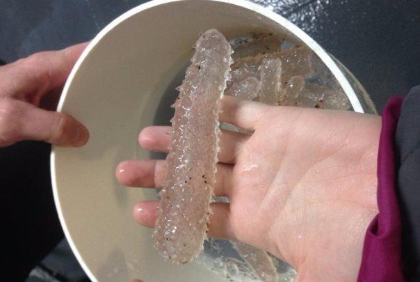 ظهور ارگانیسم های درخشان دریایی در ساحل آمریکا