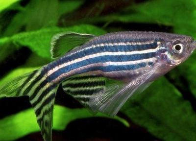 نانوذرات پلاستیکی گورخر ماهی ها را بیش فعال می کند