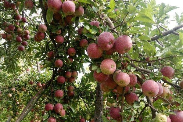 112 هزار تن سیب از باغ های زنجان برداشت شد 112 هزار تن سیب از باغ های زنجان برداشت شد