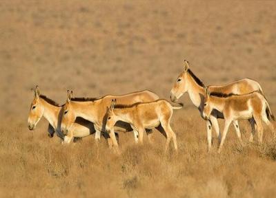 6 راس گورخر ایرانی به پارک ملی سیاهکوه منتقل شد